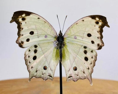 Artwork - Unieke vlinder Taxidermie Salamis parhassus - JungleHome