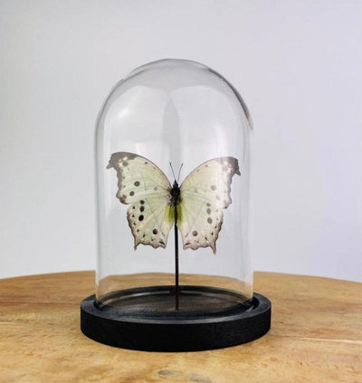 Artwork - Unieke vlinder Taxidermie Salamis parhassus - JungleHome